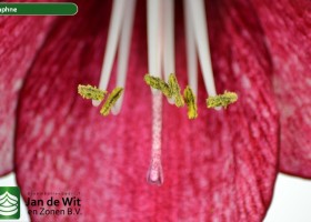 hippeastrum Daphne (4)